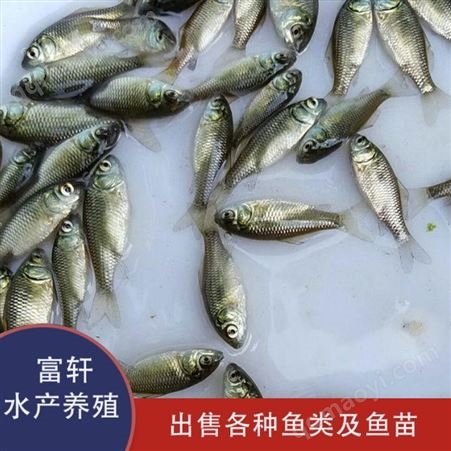 XFCYM-中科五号轩富 北京 中科五号高成活率 淡水土养殖鲫批发鲫鱼苗 体长2~6cm